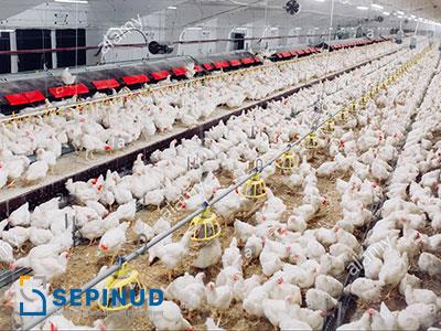 Pre- Feasibility Study Industrial Poultry meat and eggs produced in the form of large farms